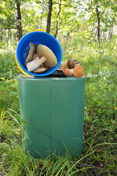 Foto Oppsamling Sopp Oransje Kapselboletus Brun Kapselboletus Porcinisopp – stockfoto