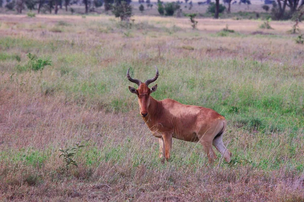 Onguulés Doigts Pairs Savane Africaine Vache Antilope — Photo