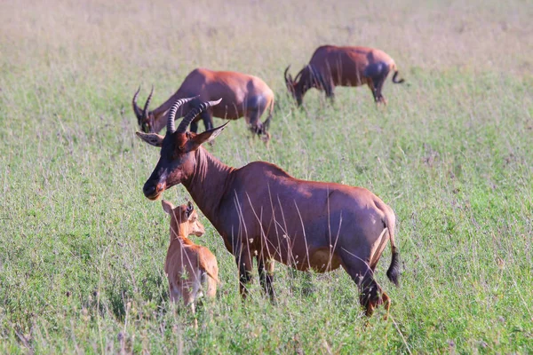 Ungulati Dai Piedi Pari Della Savana Africana Antelope Bovina — Foto Stock