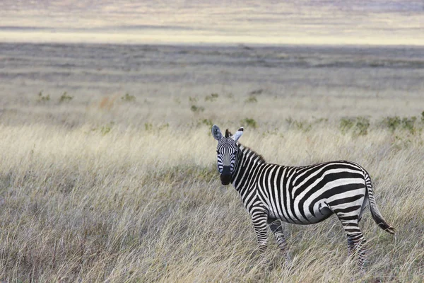 Zebra Nella Savana — Foto Stock