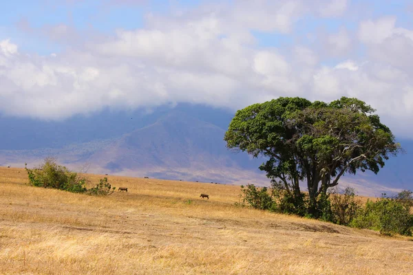 Afrykański Krajobraz Obszarze Ochrony Ngorongoro — Zdjęcie stockowe