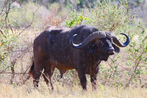 Photo Wilder Büffel Warzenschwein Tal Des Ngorongoro Kraters — Stockfoto