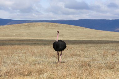 Devekuşu Savannah Ngorongoro krateri üzerinde çalışan