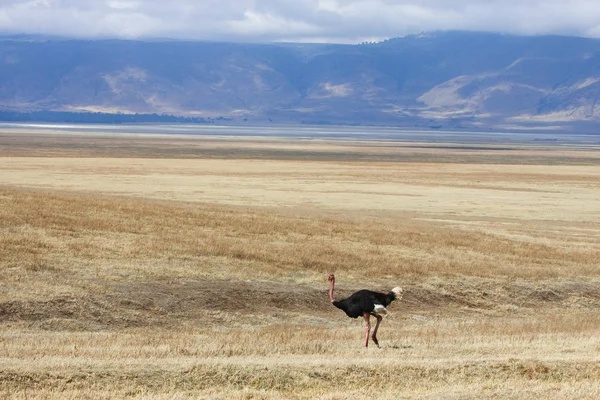 Running ostrich on the Savannah of Ngorongoro crater