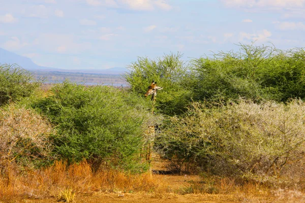 Afrykański Krajobraz Żyrafa Żyrafa Grubych Akacja Zjada Liści — Zdjęcie stockowe