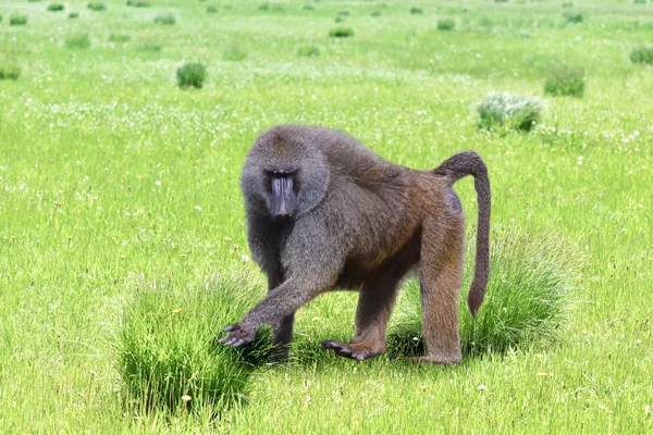 African Baboon Lone Male Savannah — Stock Photo, Image