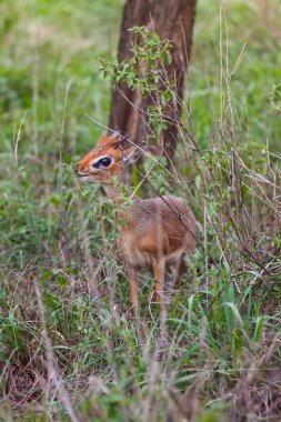 Cüce antilop bovids - Sharpe'nın Grysbok ailesinin.