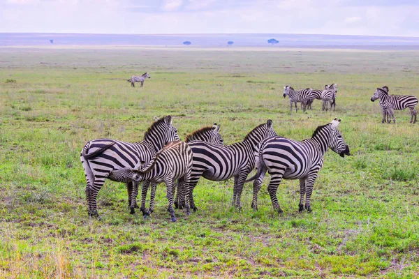 Zebra Stadzie Obszarze Ochrony Ngorongoro — Zdjęcie stockowe