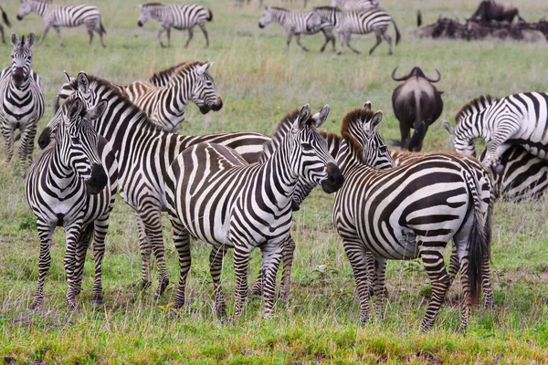 Zebra in the herd in the Ngorongoro conservation area