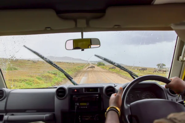 Kabiny Jeep Którą Turyści Obserwować Jak Antylopy Gnu Działać Sposób — Zdjęcie stockowe