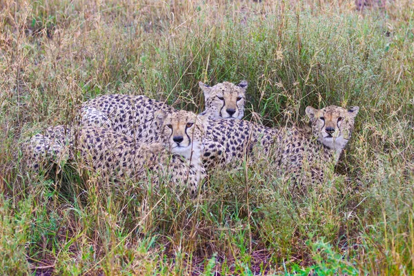 Foto Famiglia Ghepardi Sotto Pioggia Nella Savana Ngorongoro — Foto Stock