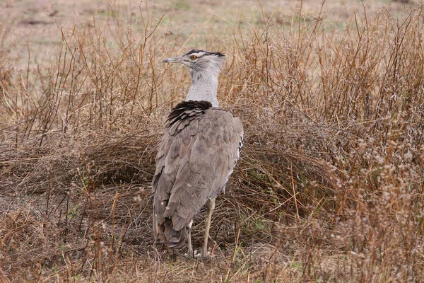 アフリカ バスタード ンゴロンゴロ自然公園での写真 — ストック写真