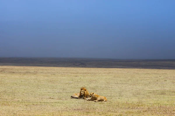 Leeuw Leeuwin Rusten Ngorongoro Savannah — Stockfoto