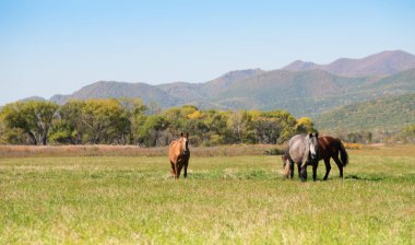 bir çayır otlayan atlar