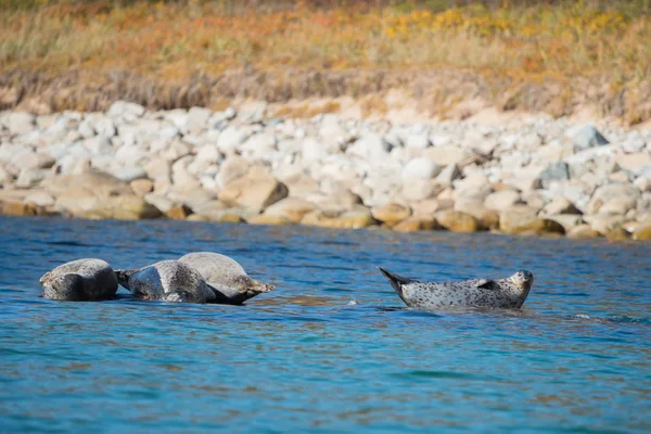 Ringed Seals Bask Sun Shore Wild Bay — Stock Photo, Image