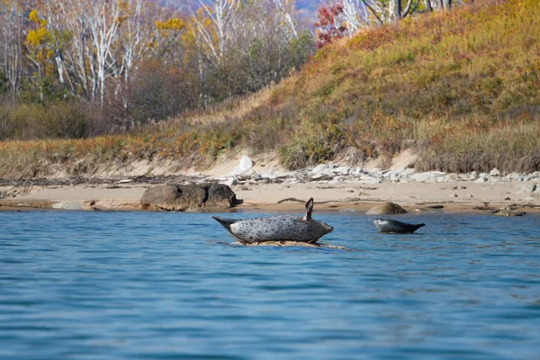 Ringed Seals Rested Sun Shore Wild Bay — Stock Photo, Image