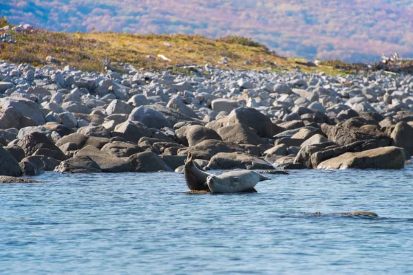 Ringed Seals Rested Sun Shore Wild Bay — Stock Photo, Image