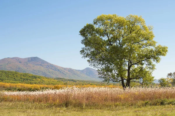 Foto Der Weide Vor Dem Hintergrund Der Berge — Stockfoto