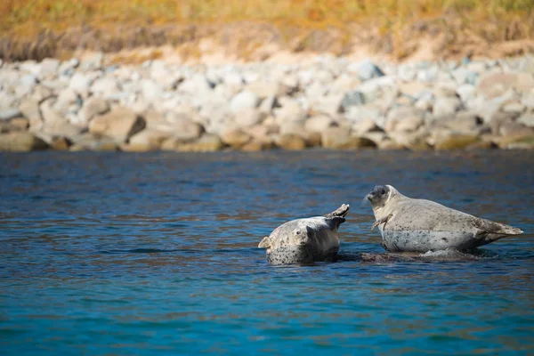 Les Phoques Annelés Reposaient Soleil Sur Rivage Baie Sauvage Ont Images De Stock Libres De Droits