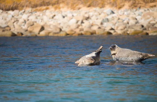 Ringed Seals Bask Sun Shore Wild Bay Stock Image