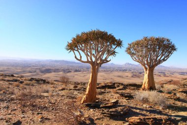 Titreme ağaç Vadisi
