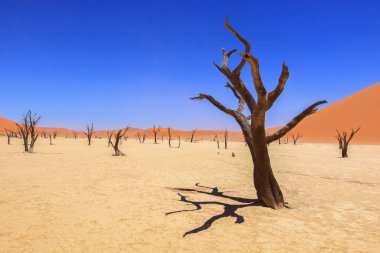 Namib Çölü Namib-Naukluft Milli Parkı, dünyanın en büyük kırmızı kum tepeleri ve deadwoods bilinen toprakları üzerinde orta kısmında kil Yaylası