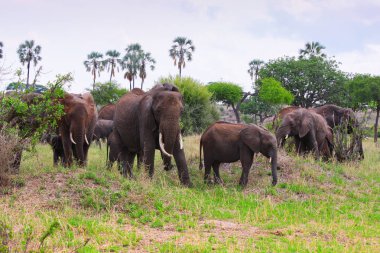 Fil Tarangire Milli Parkı'nda