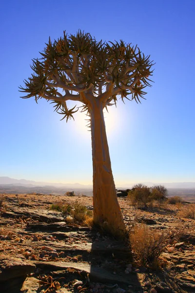 Tremore Nella Valle Mille Colline Del Deserto Del Namib — Foto Stock