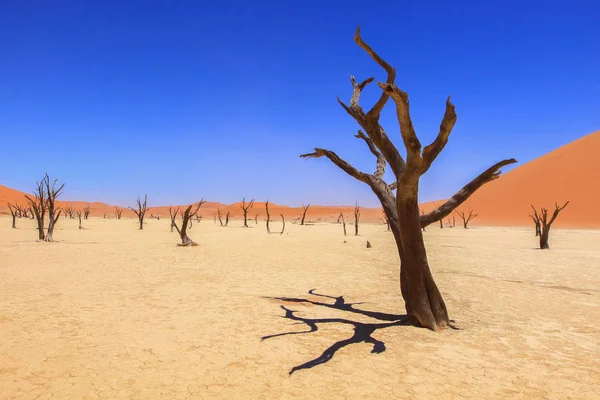 Altopiano Delle Argille Nella Parte Centrale Del Deserto Del Namib — Foto Stock
