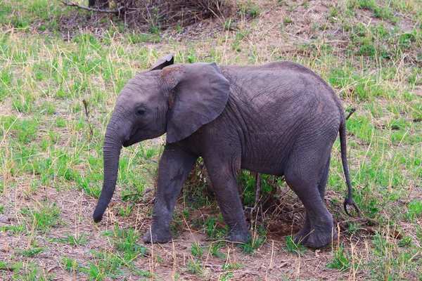 Слон Национальном Парке Тарангире — стоковое фото