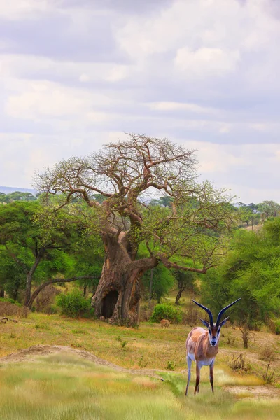 Antilope Impala Maschile Sullo Sfondo — Foto Stock