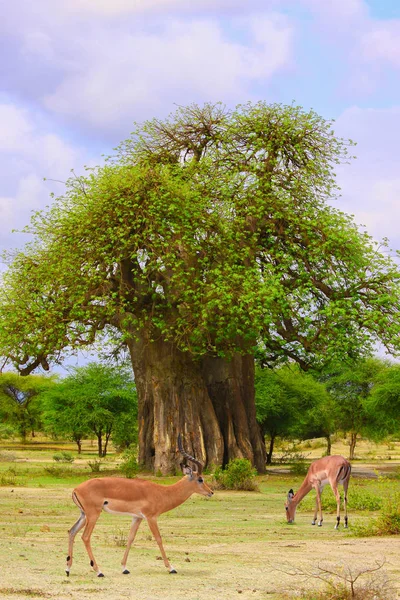 Antylop Impala Tle Baobab Drzewa Sawanny — Zdjęcie stockowe