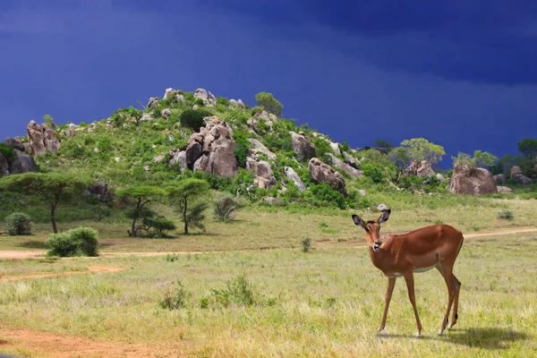 Antylop Impala Tle Dziwaczny Krajobraz Skalistym Wzgórzu Głazów Porośnięte Drzewami — Zdjęcie stockowe