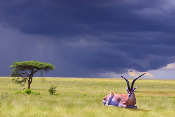 Landscape Reserve Tarangire Tanzania Foreground Grant Gazelle Tree Acacia Background — Stock Photo, Image