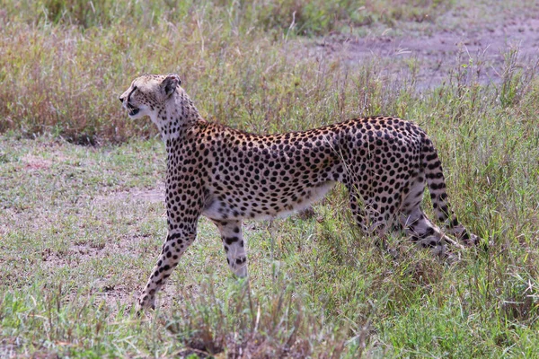 Photo Cheetah Savannah Ngorongoro — Stock Photo, Image