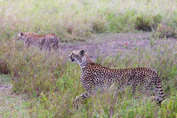 Ghepardo Foto Nella Savana Ngorongoro — Foto Stock