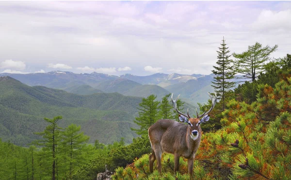 Grey deer on a background of mountain landscape