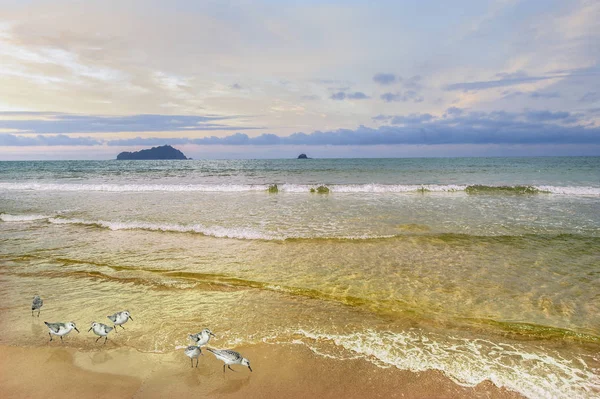 Paisagem Marítima Nascer Sol Com Sandpipers Mar Fotografia De Stock