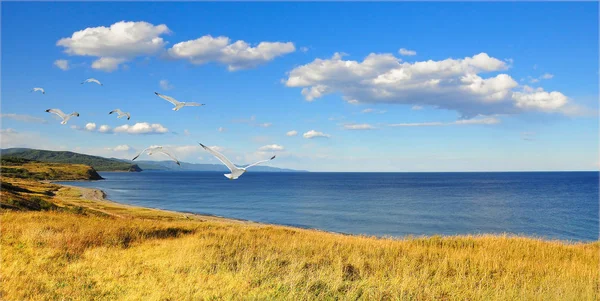 Landscape Seagulls North East Coast Sea Japan — Stock Photo, Image