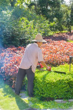 Bahçede çalışan Bahçıvan yeşil çalı hizalar