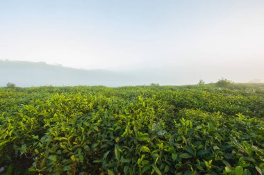 rano na plantacji herbaty
