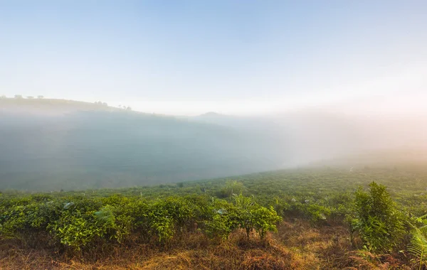 Morning at the tea plantation — Stock Photo, Image