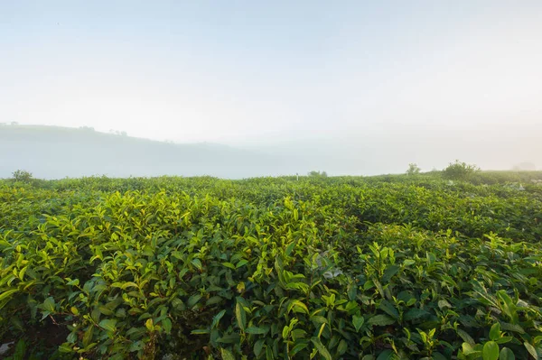 上午是茶叶种植园 图库图片