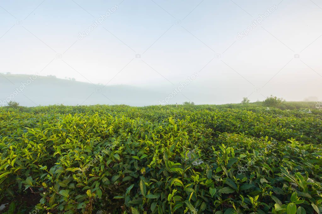 Morning at the tea plantation