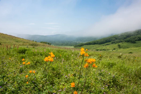 Een heuvelachtig zomer landschap met wilde bloemen — Stockfoto