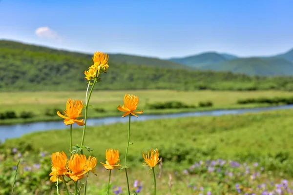 花のグローブフラワーと風景 — ストック写真
