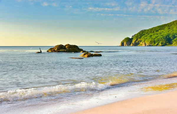 Seascape på en sommarmorgon med måsar och skarv — Stockfoto