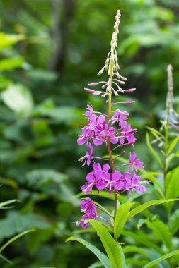 Bal taşıyan çok yıllık bitki Selvi 