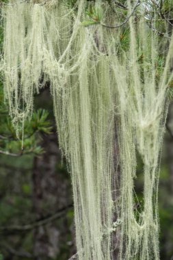 Lichen - Usnea of the Parmelian family clipart