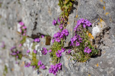Mor çiçek bir kale duvar kenarında büyüyen